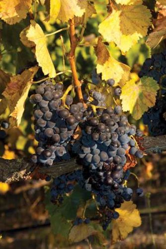 Growing Great Grapes